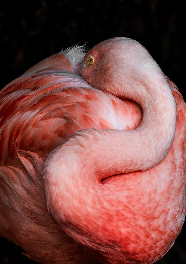 Flamingo Art Photograph by Dale Kincaid