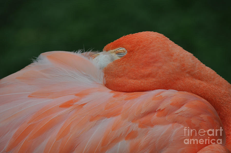 Flamingo at Rest Photograph by Mary Machare