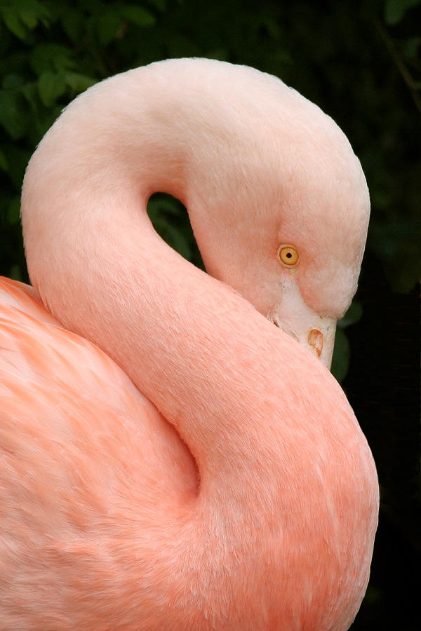 Flamingo at Rest Photograph by Wes and Dotty Weber