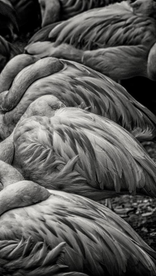 Flamingo Awakens Photograph by Toma Caul