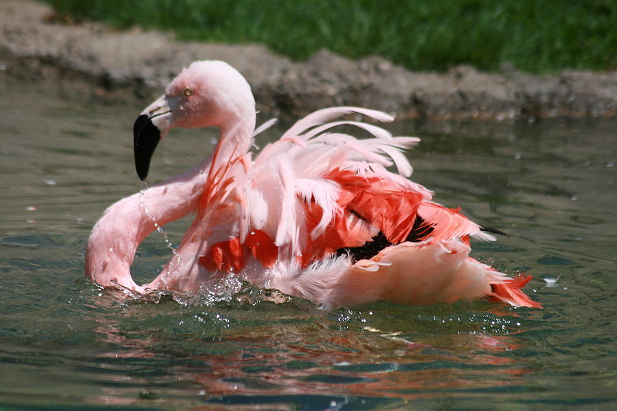 Flamingo Photograph - Flamingo bath by Glenda Dykstra