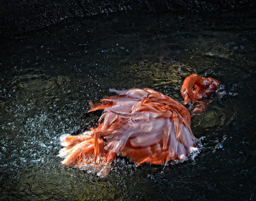 Flamingo Bath Photograph by Maggy Marsh