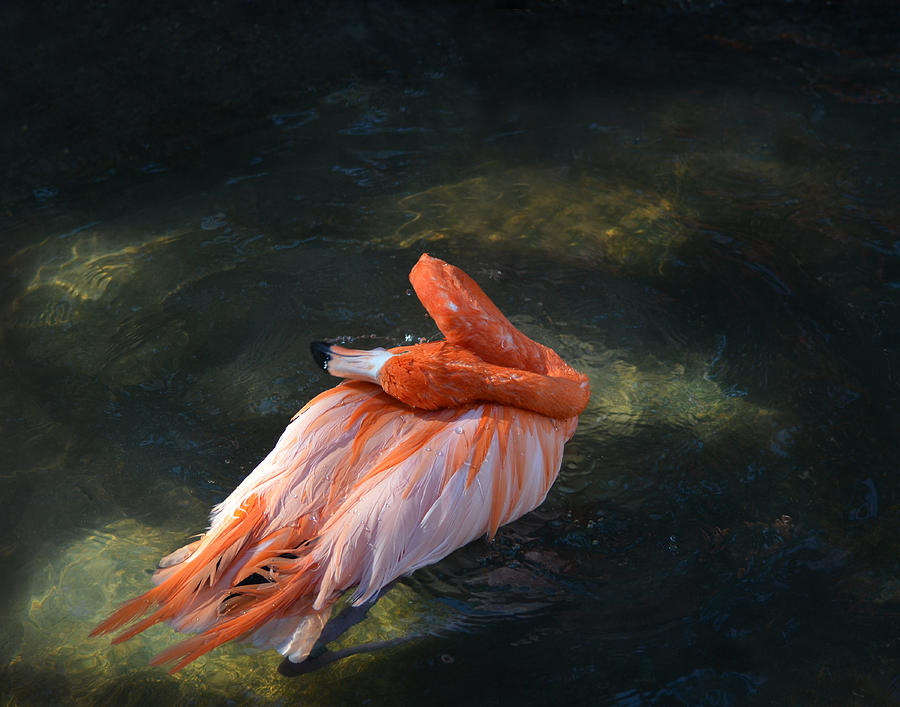 Flamingo Bathing II Photograph by Maggy Marsh