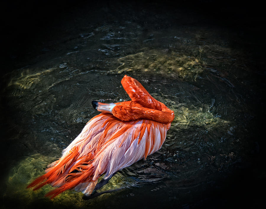 Flamingo Bathing Photograph by Maggy Marsh