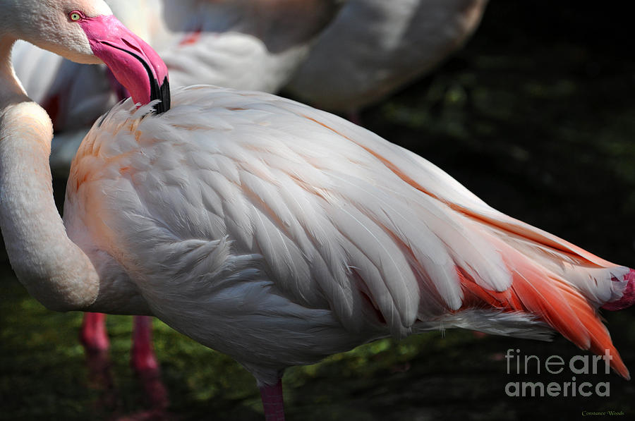 Flamingo Beauty Photograph by Constance Woods