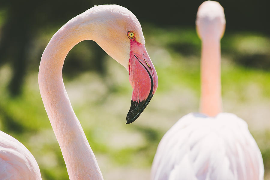 Flamingo Photograph - Flamingo Bird Portrait. by Pati Photography