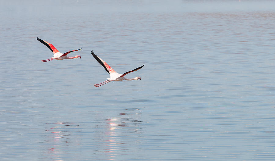 Low flight Flamingo Birds Photograph by Michalakis Ppalis