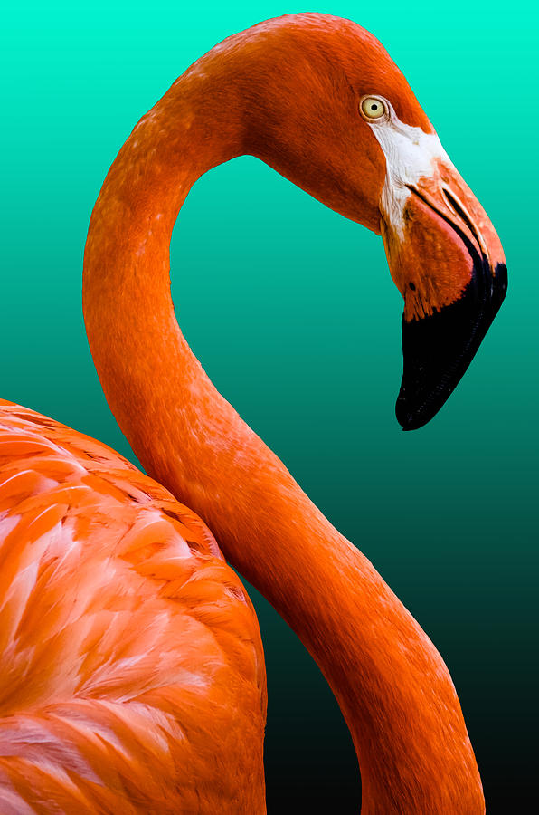 Flamingo Photograph by Brian Stevens