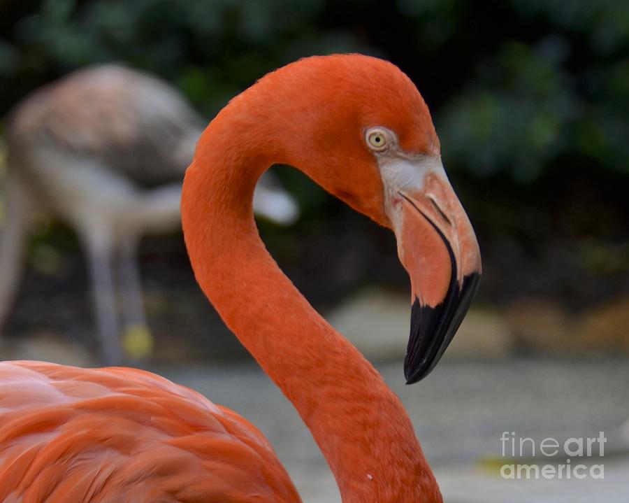 Flamingo Photograph by Carol  Bradley