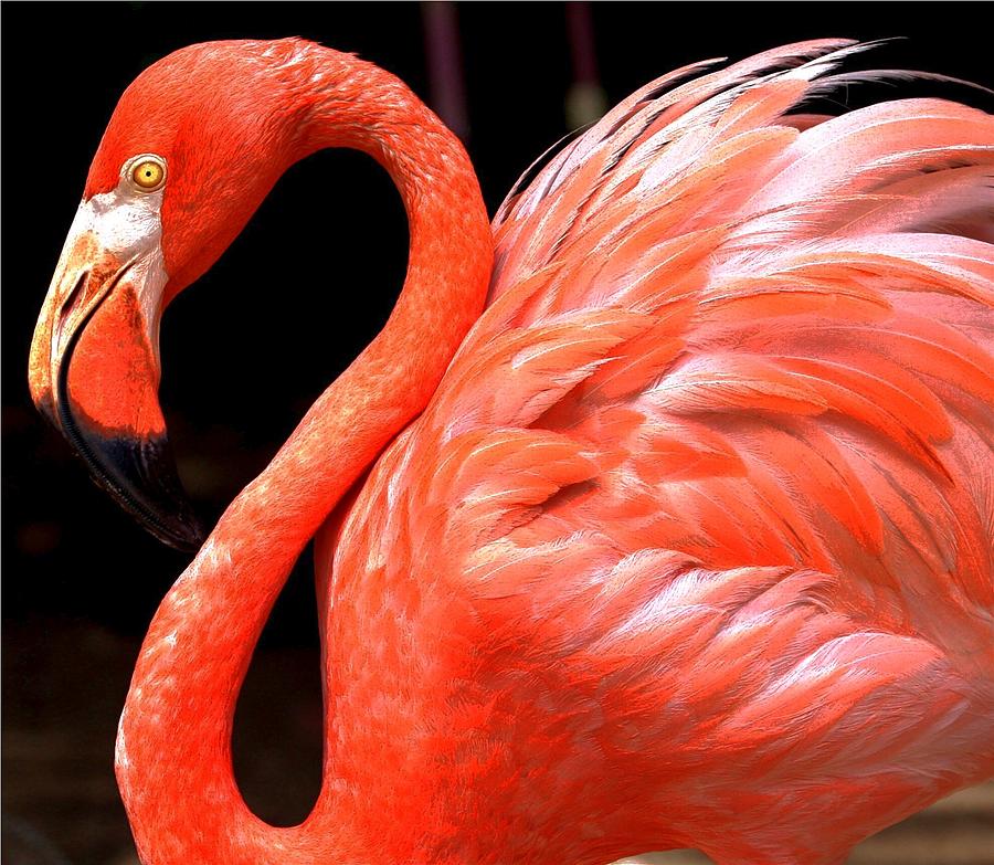Flamingo Digital Art by Carrie OBrien Sibley