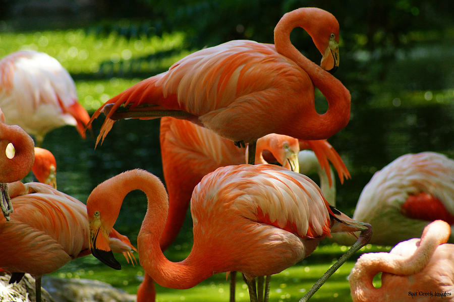 Flamingo Photograph - Flamingo  by Cecily Vermote
