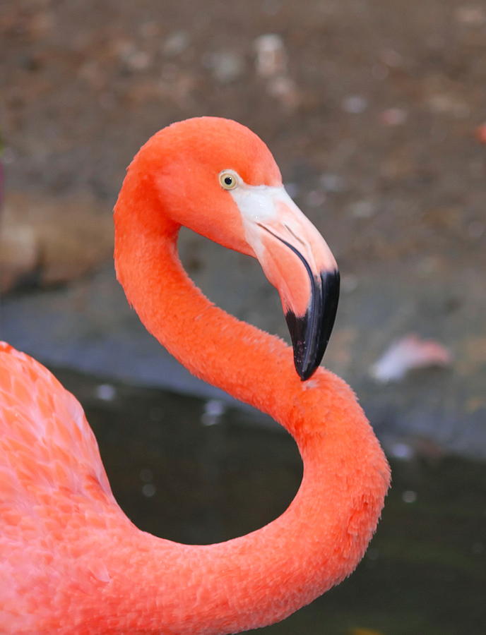Flamingo Photograph - Flamingo Close Up by Cathy Lindsey