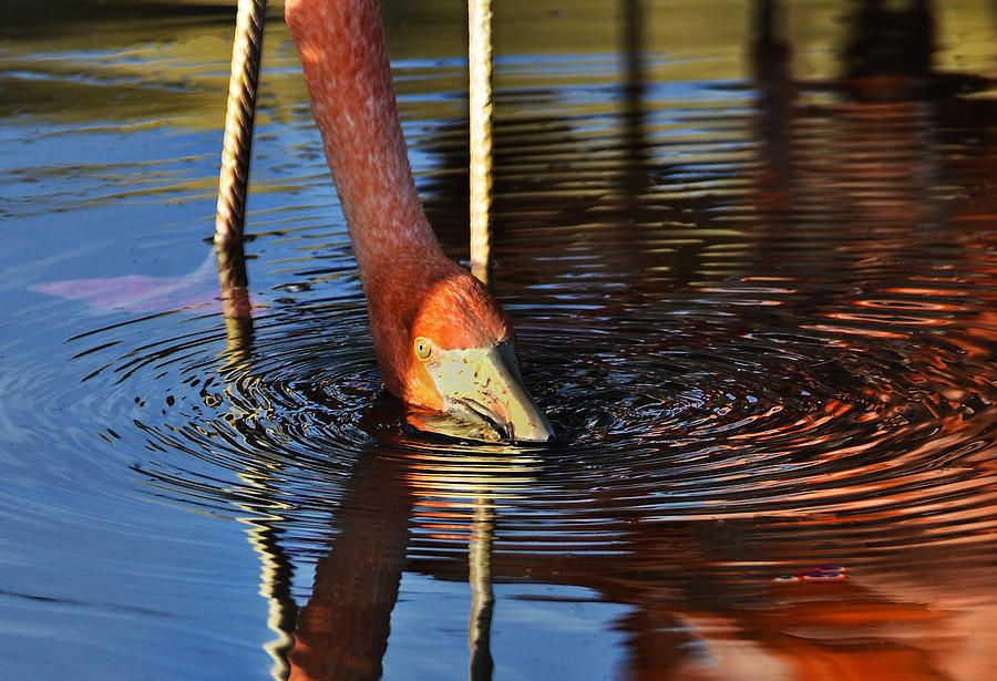 Flamingo Photograph - Flamingo Close up by Dave Dilli