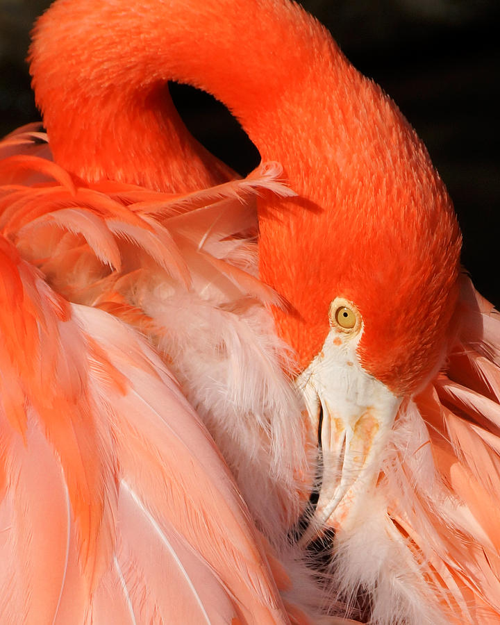 Flamingo Close-up Photograph by Jack Nevitt