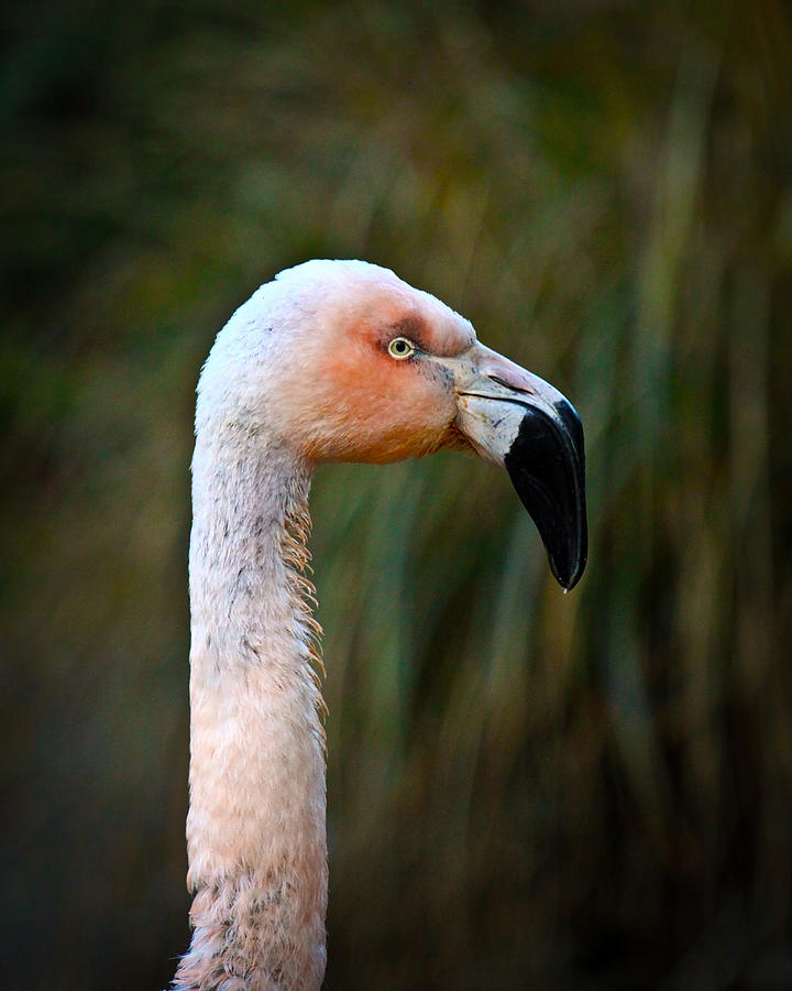 Flamingo Close Up Photograph by Steve McKinzie