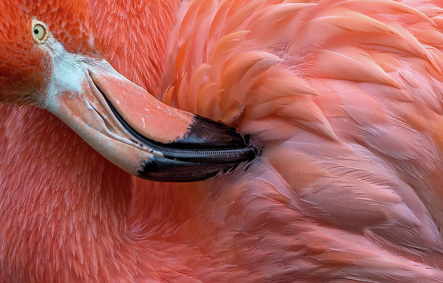 Flamingo Photograph - Flamingo Close Up by Xavier Ortega
