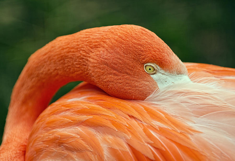 Flamingo Photograph - Flamingo Closeup by RC Pics