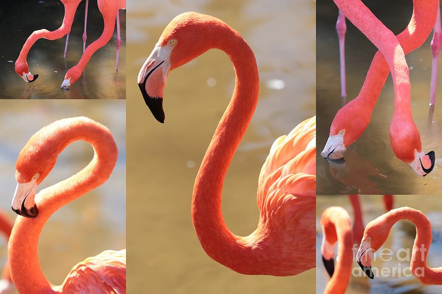 Flamingo Collage Photograph by Carol Groenen