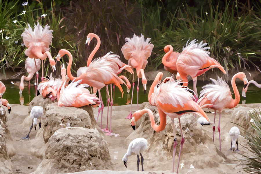 Flamingo Colony Digital Art by Photographic Art by Russel Ray Photos