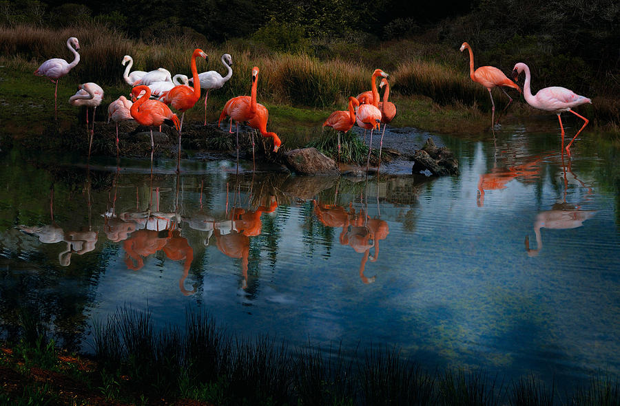 Pink Birds Photograph - Flamingo Convention by Melinda Hughes-Berland