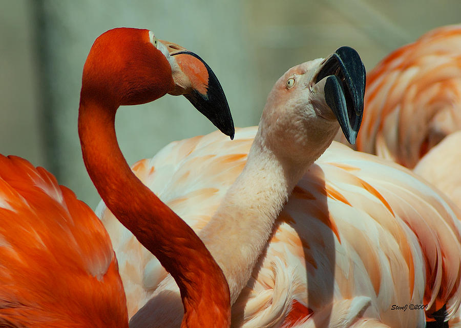 Flamingo Courtship Photograph by Stephen Johnson