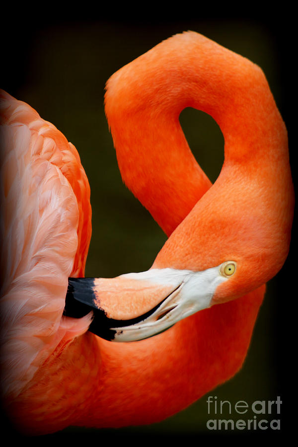 Flamingo Photograph - I Need A Chiropractor by C Ray  Roth