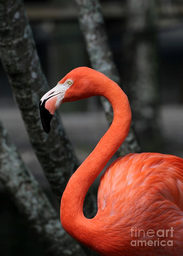 Flamingo Curve Photograph by Sabrina L Ryan