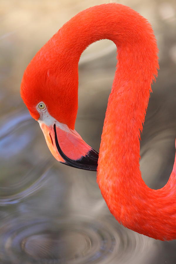Flamingo Curves Photograph by Bruce J Robinson