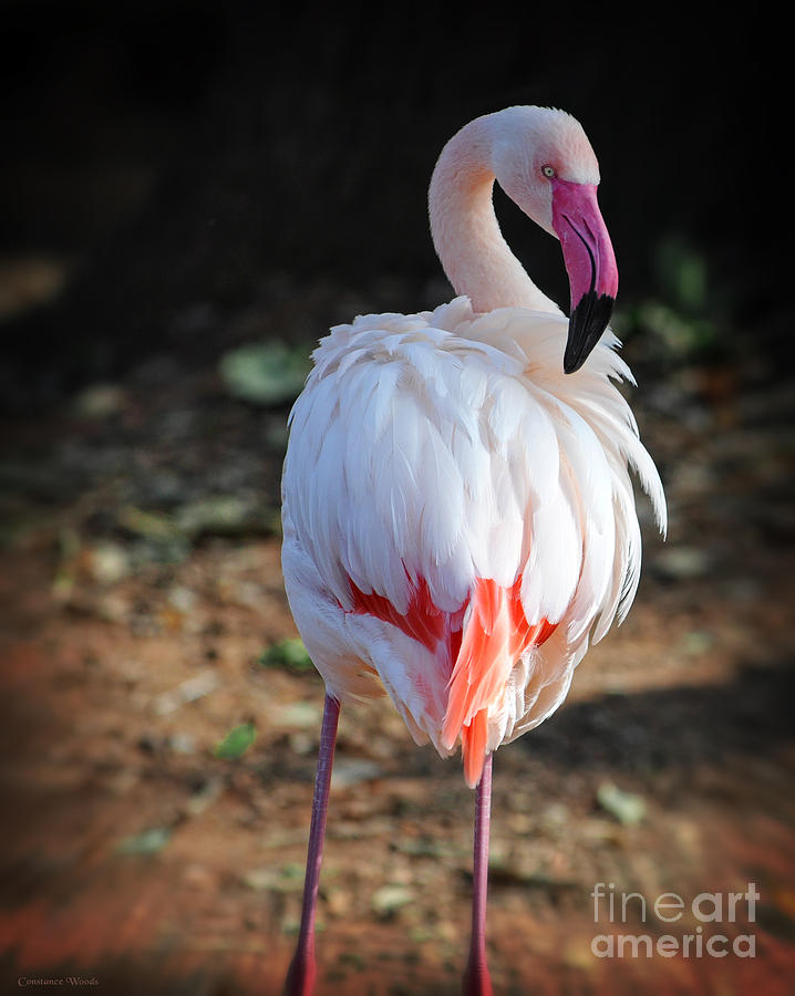 Flamingo In Fuchsia Photograph by Constance Woods