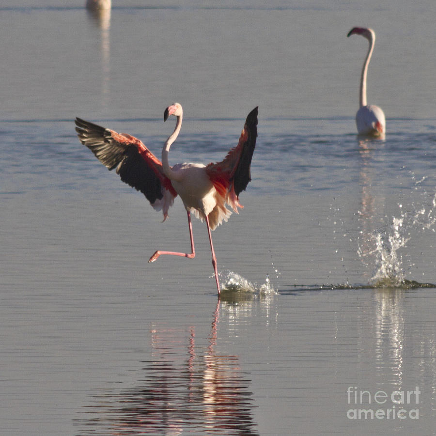 Flamingo Dance Photograph by Heiko Koehrer-Wagner