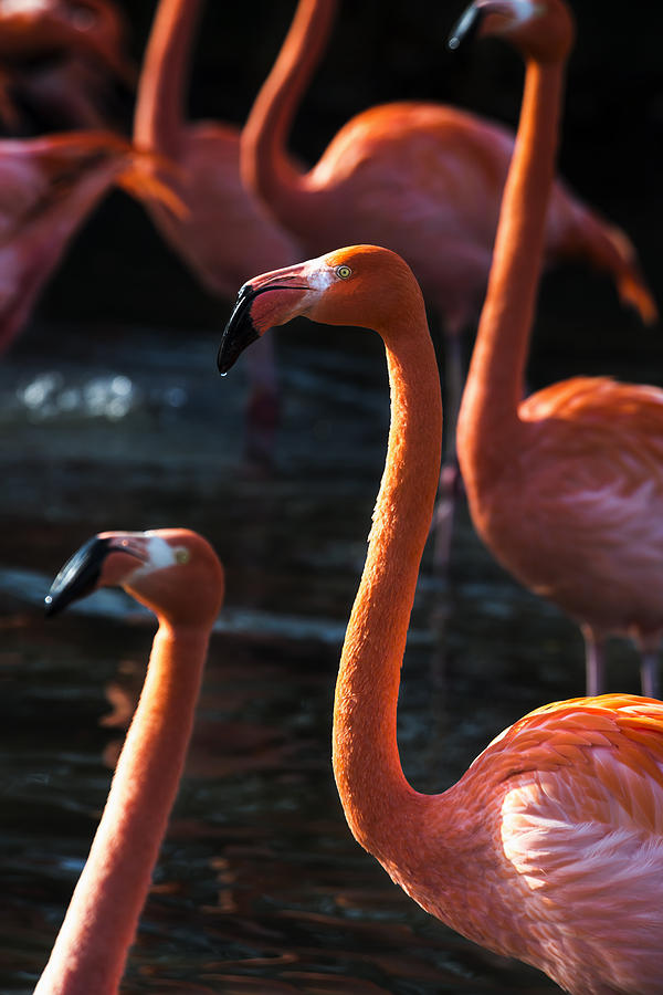 flamingo dance studio