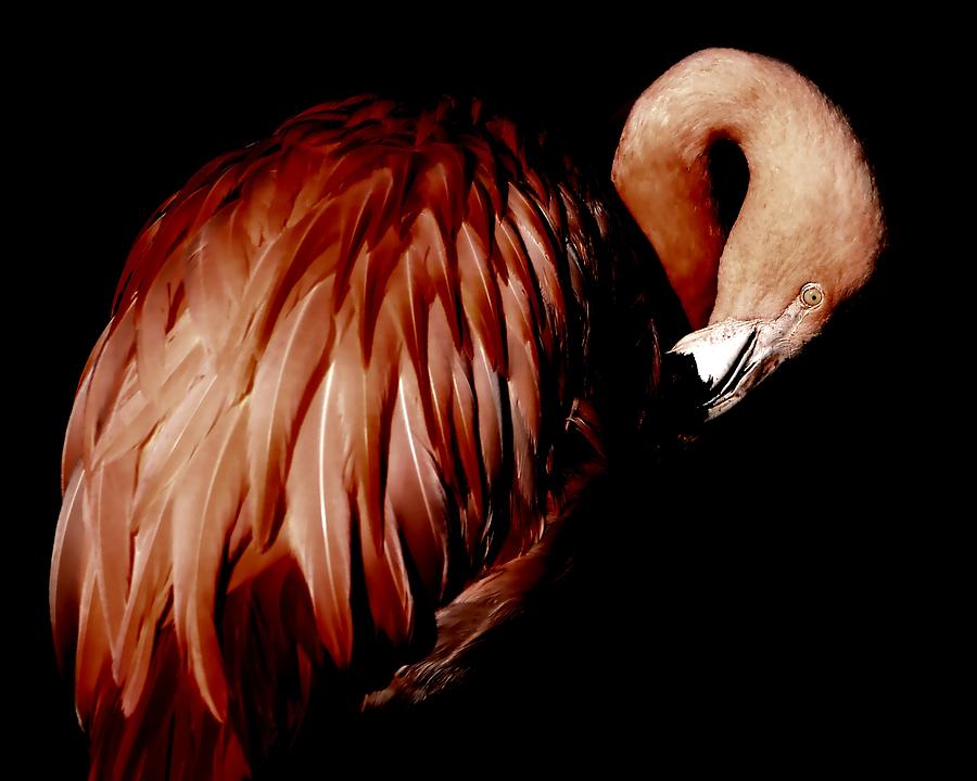 Flamingo Photograph by Deena Stoddard