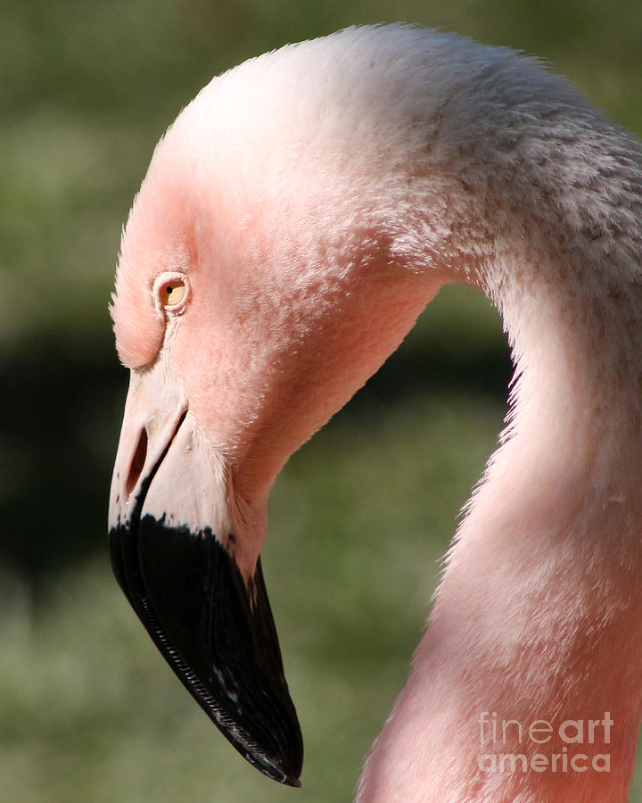 Flamingo Delight Photograph by Anita Oakley