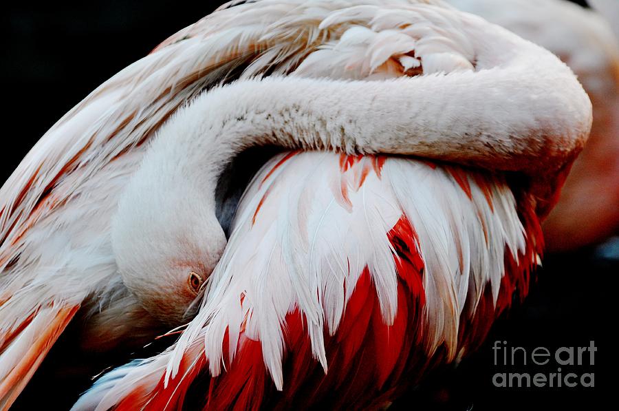 Flamingo Photograph - Flamingo by Diana Vitoshka