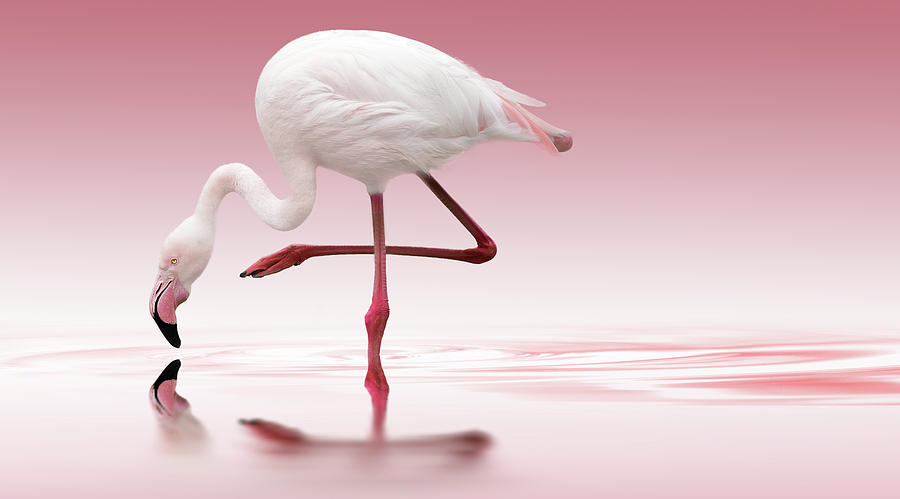 Flamingo Photograph by Doris Reindl