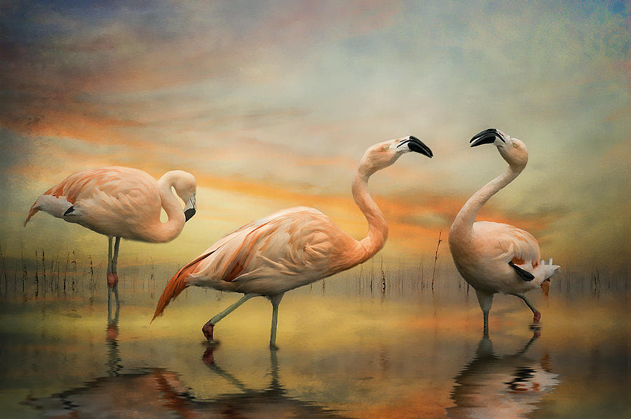 Flamingo Dusk Photograph by Brian Tarr