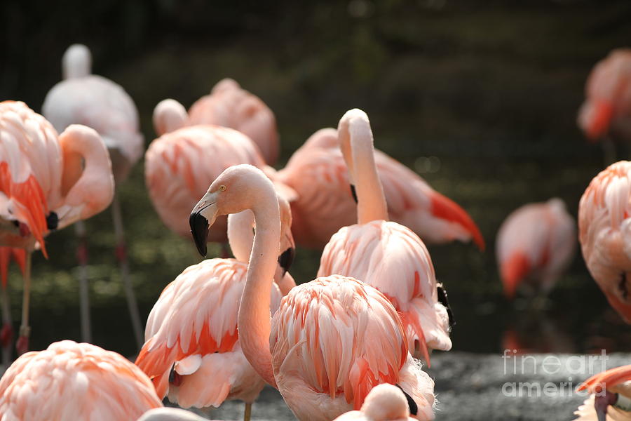 Flamingo Photograph by Edward R Wisell