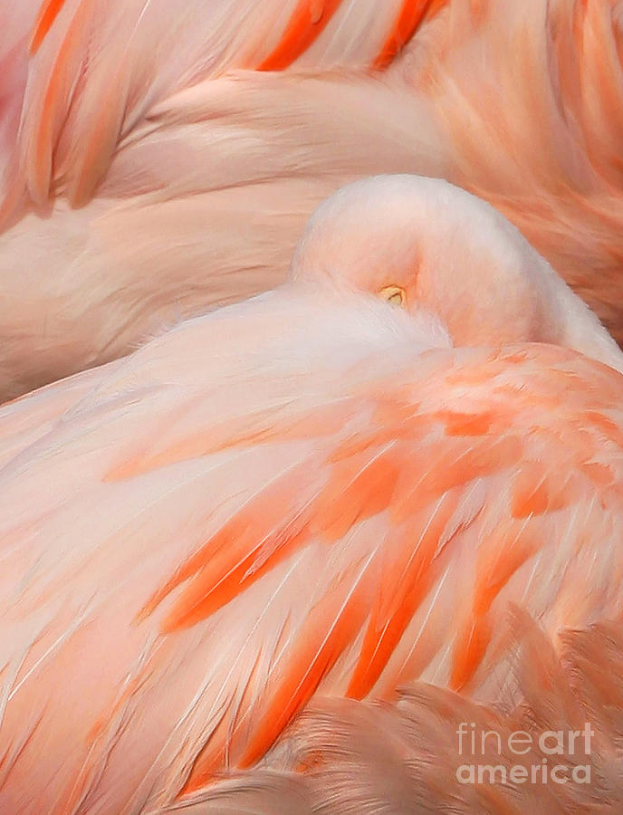 Flamingo Eye Photograph by Clare VanderVeen