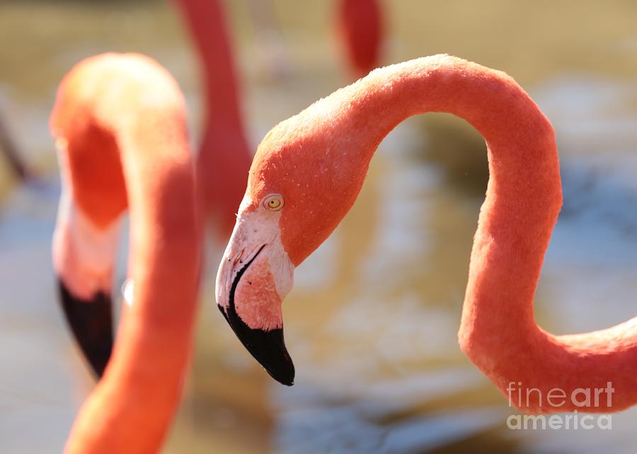Flamingo Photograph - Flamingo Face by Carol Groenen