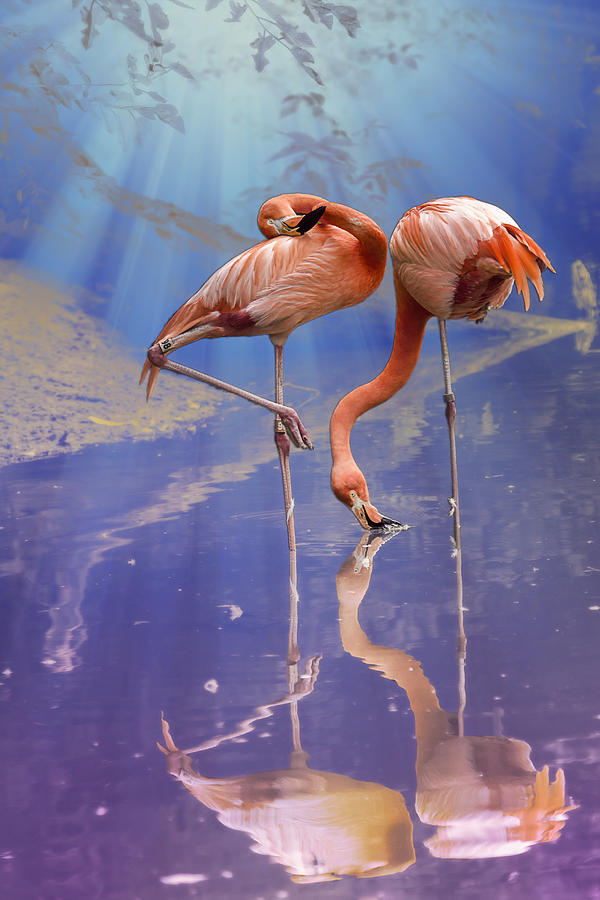 Flamingo Fantasy Lights Photograph by Bill and Linda Tiepelman