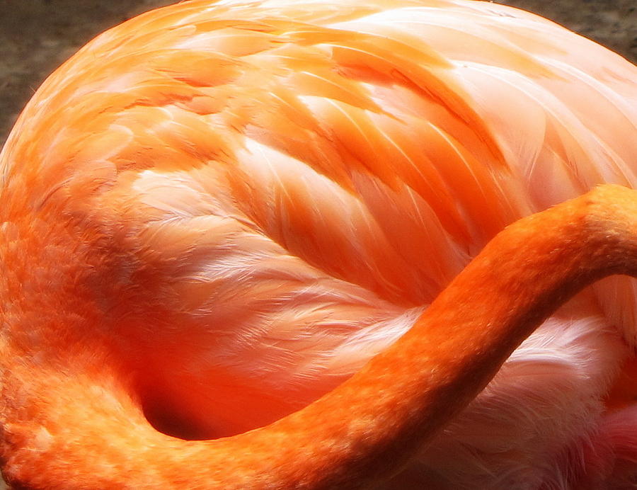 Flamingo Feathers Photograph by Beth Vincent