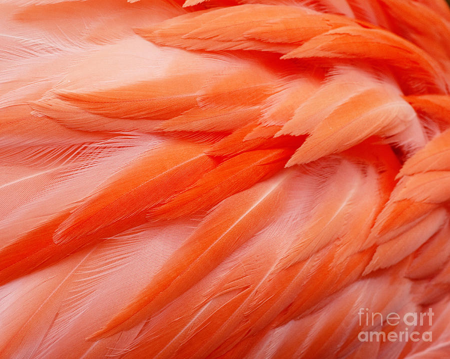 Flamingo Feathers Photograph by Erin Johnson - Fine Art America