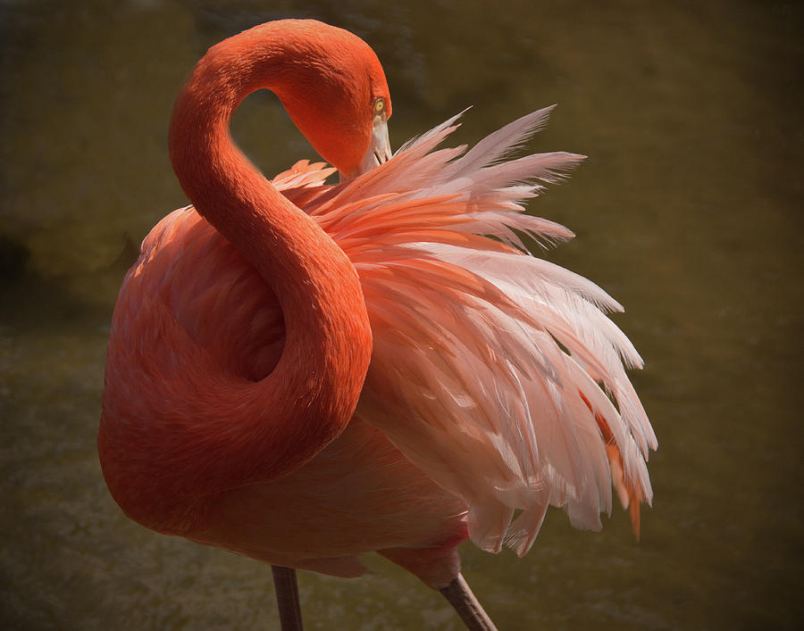 Flamingo Feathers Photograph by Jack Nevitt Photography
