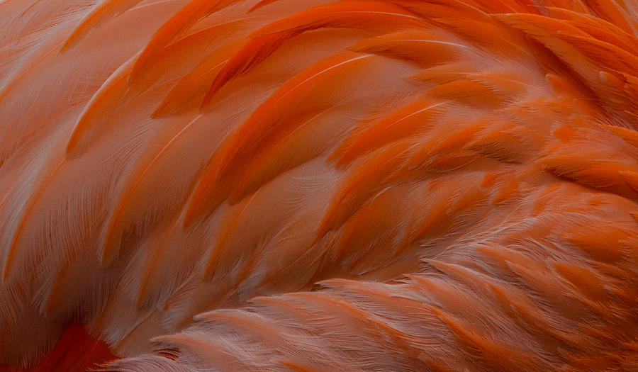 Flamingo Feathers Photograph by Michael Hubley