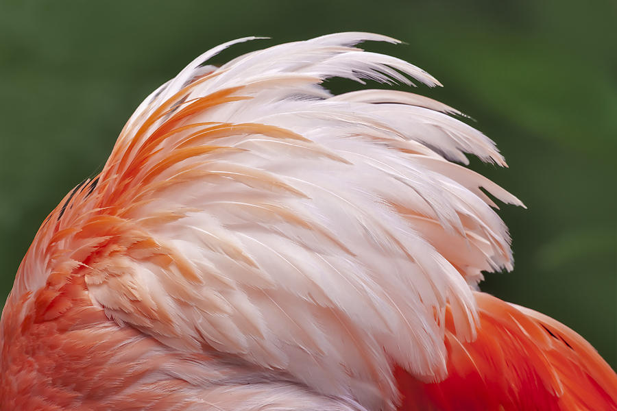 Feather Photograph - Flamingo Feathers by Susan Candelario