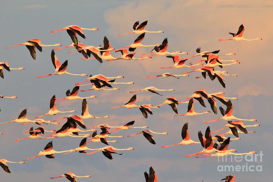 Flamingo Flight - Pink Skies Photograph