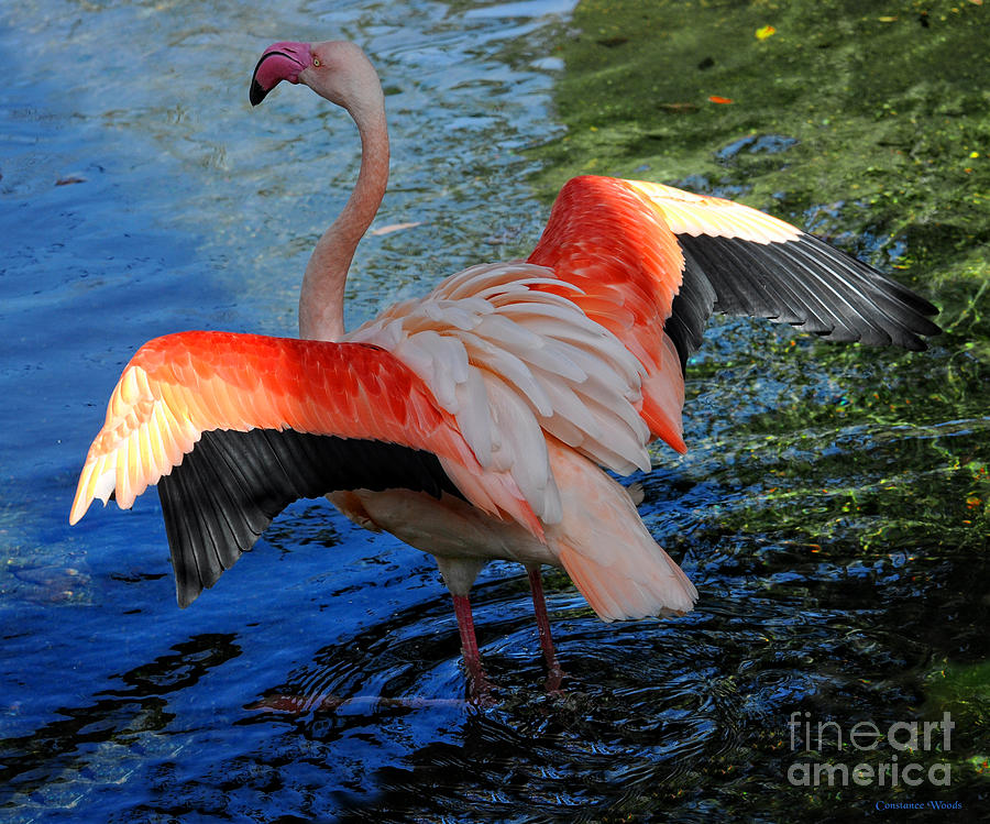 Flamingo Flight Digital Art by Constance Woods