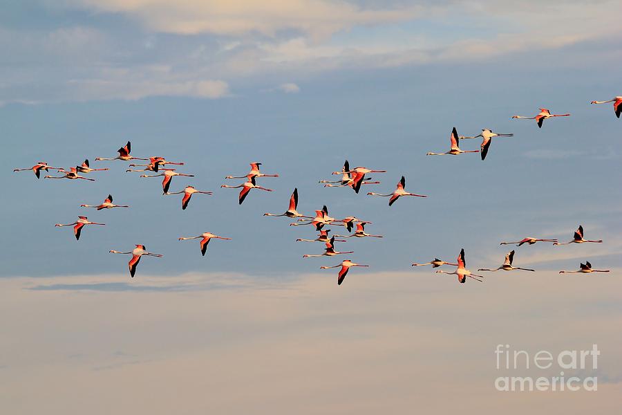 Flamingo Flight Of Color Photograph