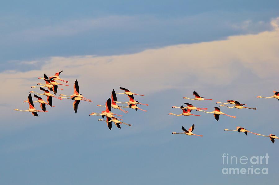 Wildlife Photograph - Flamingo Flight of Formation by Andries Alberts