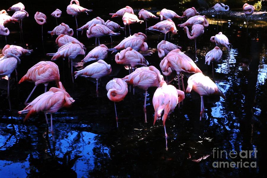 Flamingo - Florida - Animals Photograph by Susan Carella